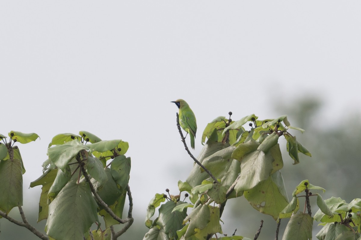 Jerdon's Leafbird - ML645690895
