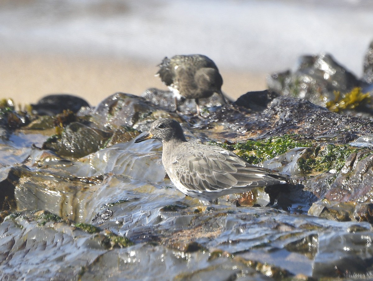 Surfbird - ML645690897