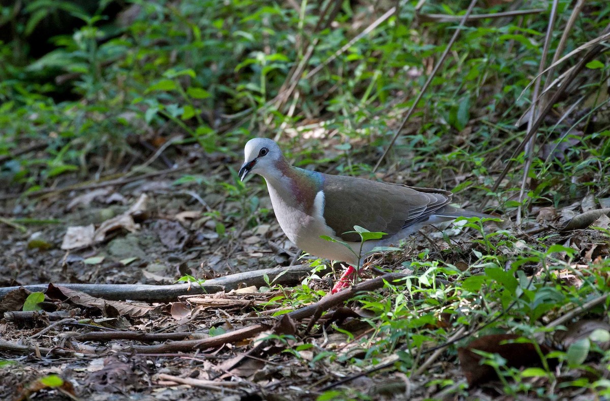 Caribbean Dove - ML645690899