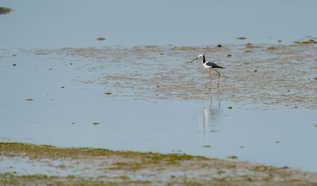 黑領高蹺鴴 - ML645690900
