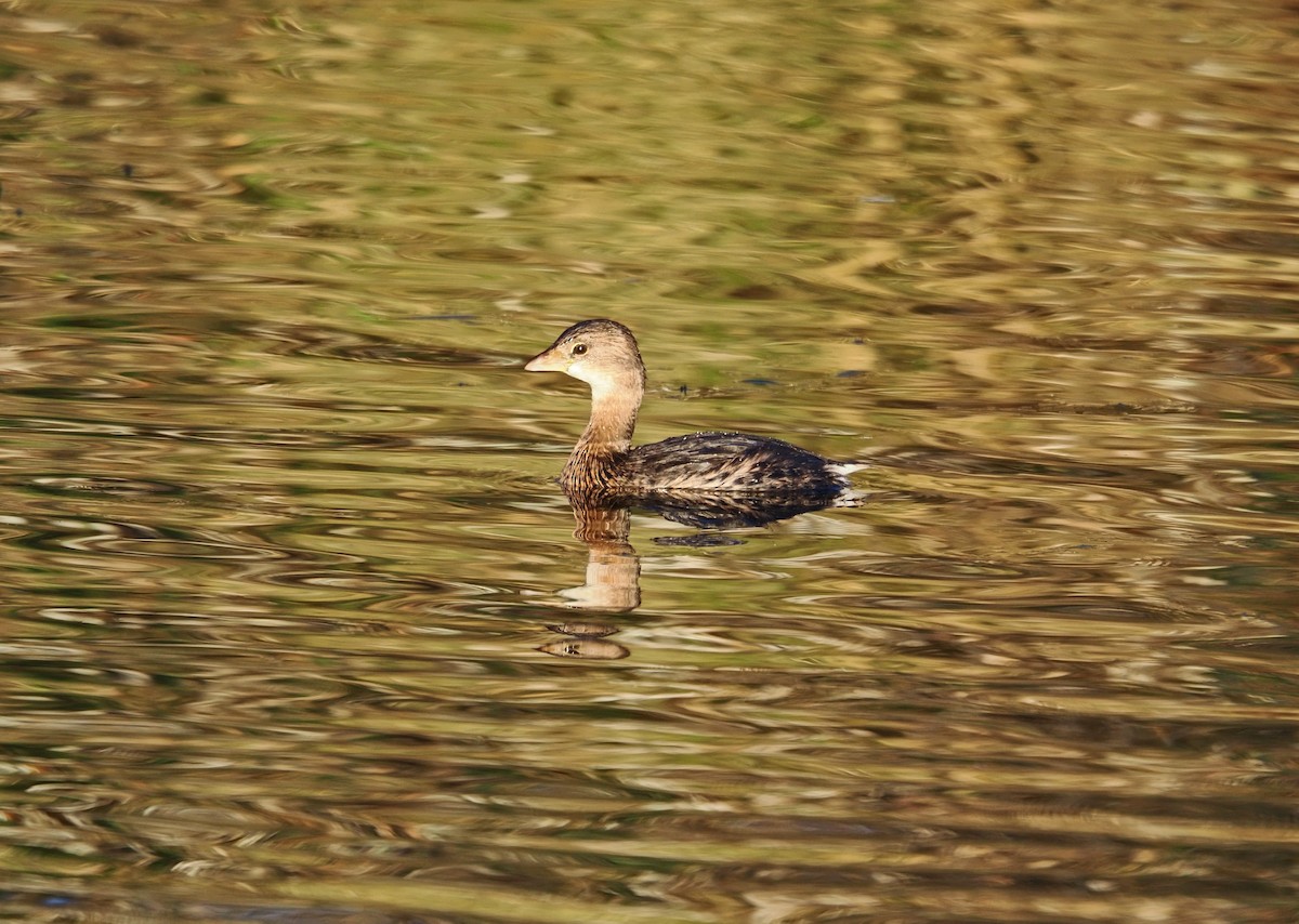 Pied-billed Grebe - ML645690901