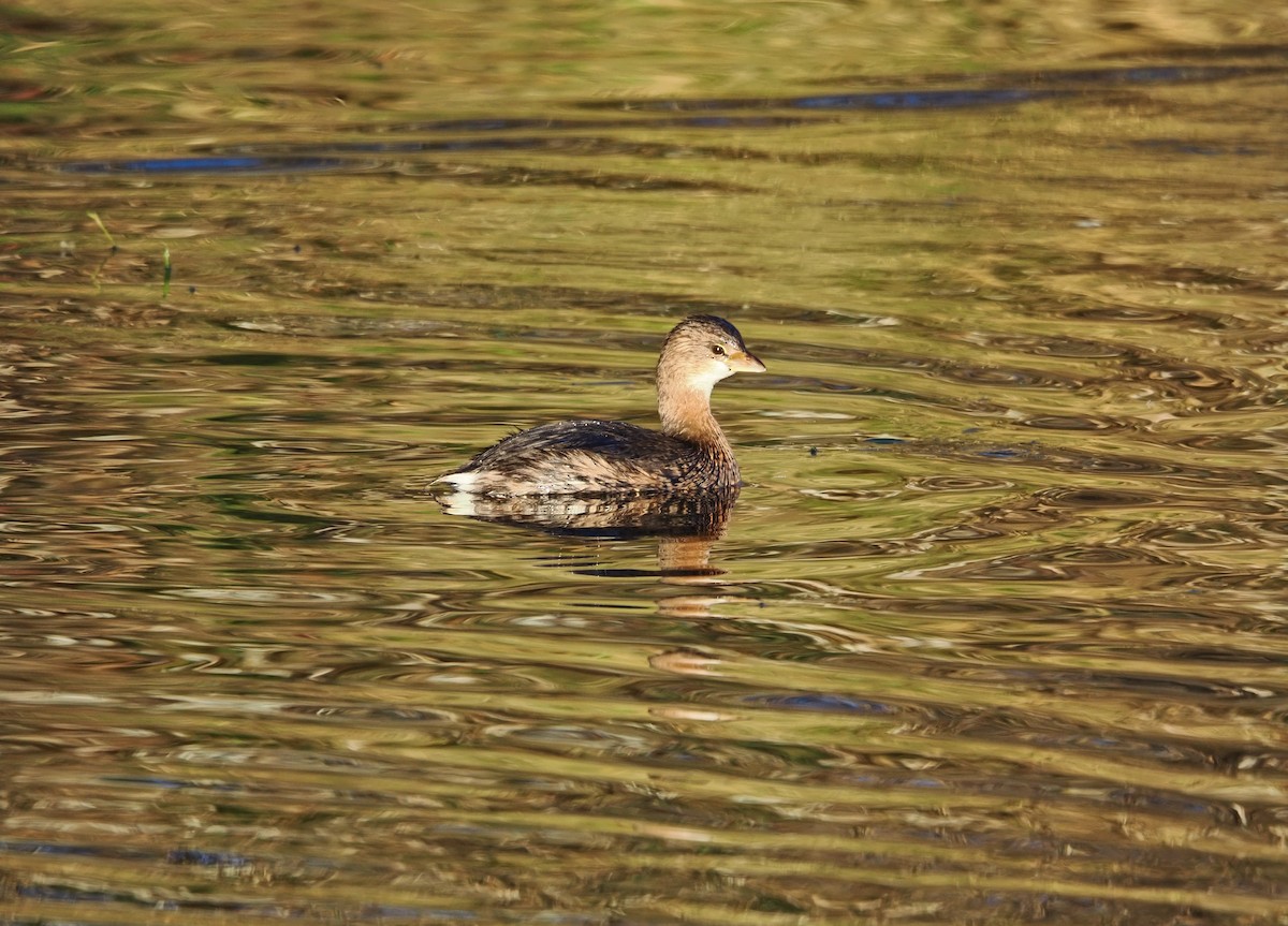 Pied-billed Grebe - ML645690902