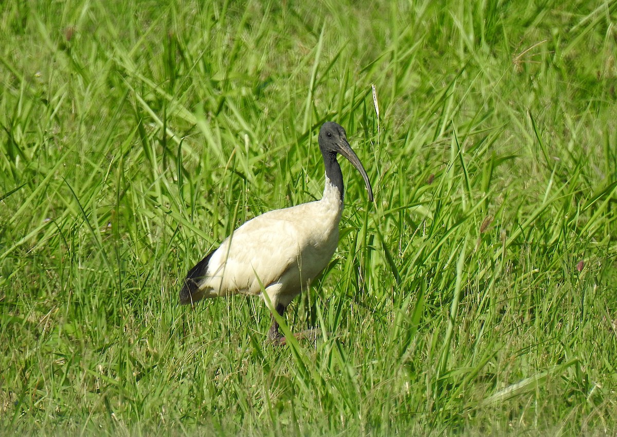 Australian Ibis - ML645690906