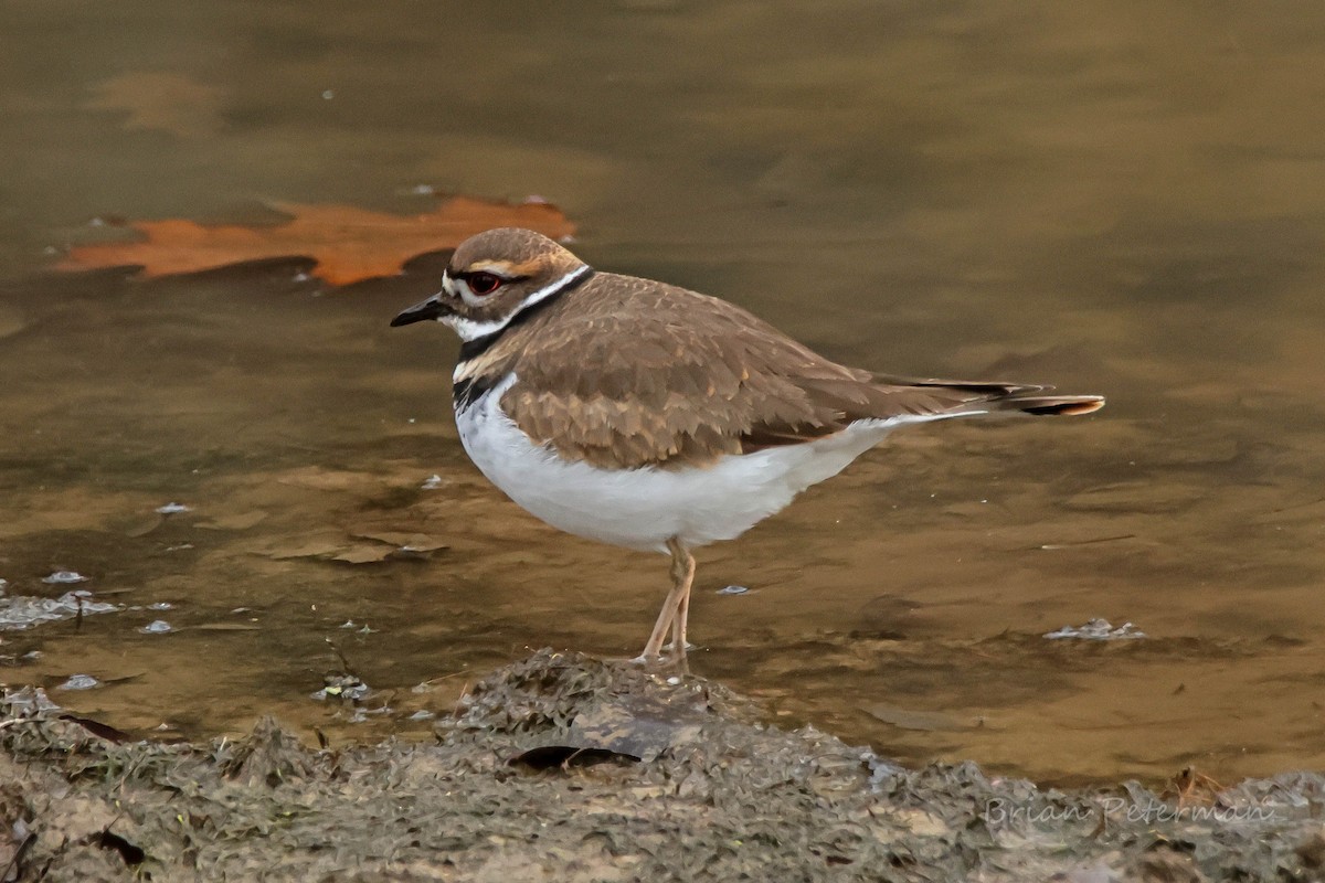 Killdeer - ML645690907