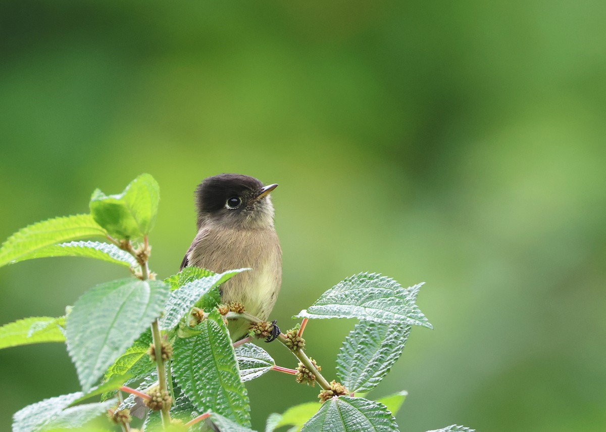 Black-capped Flycatcher - ML645690909