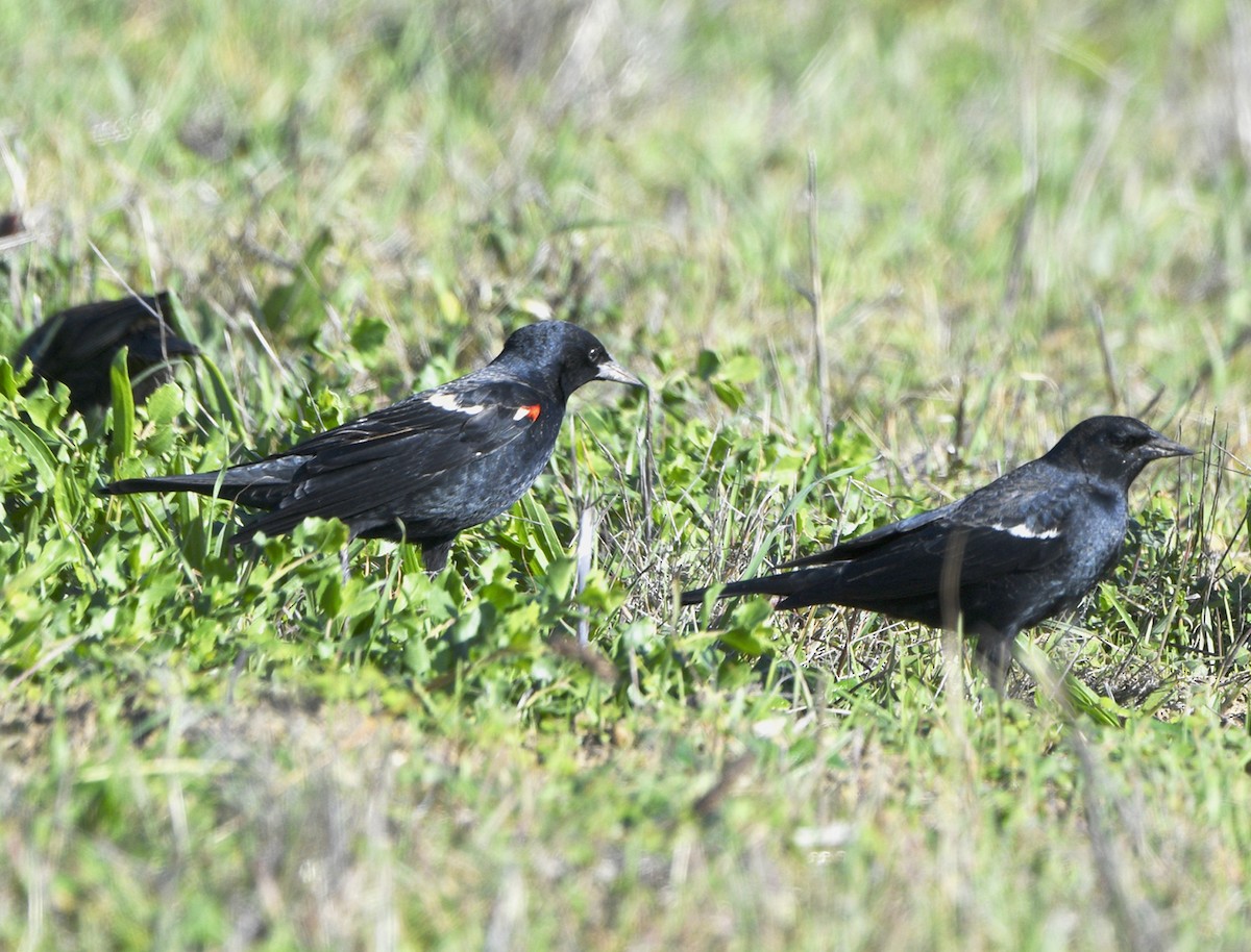 Tricolored Blackbird - ML645690913