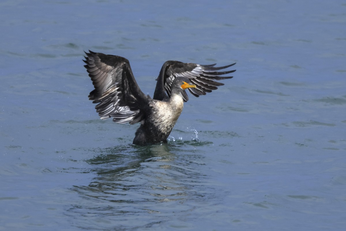 Double-crested Cormorant - ML645690915