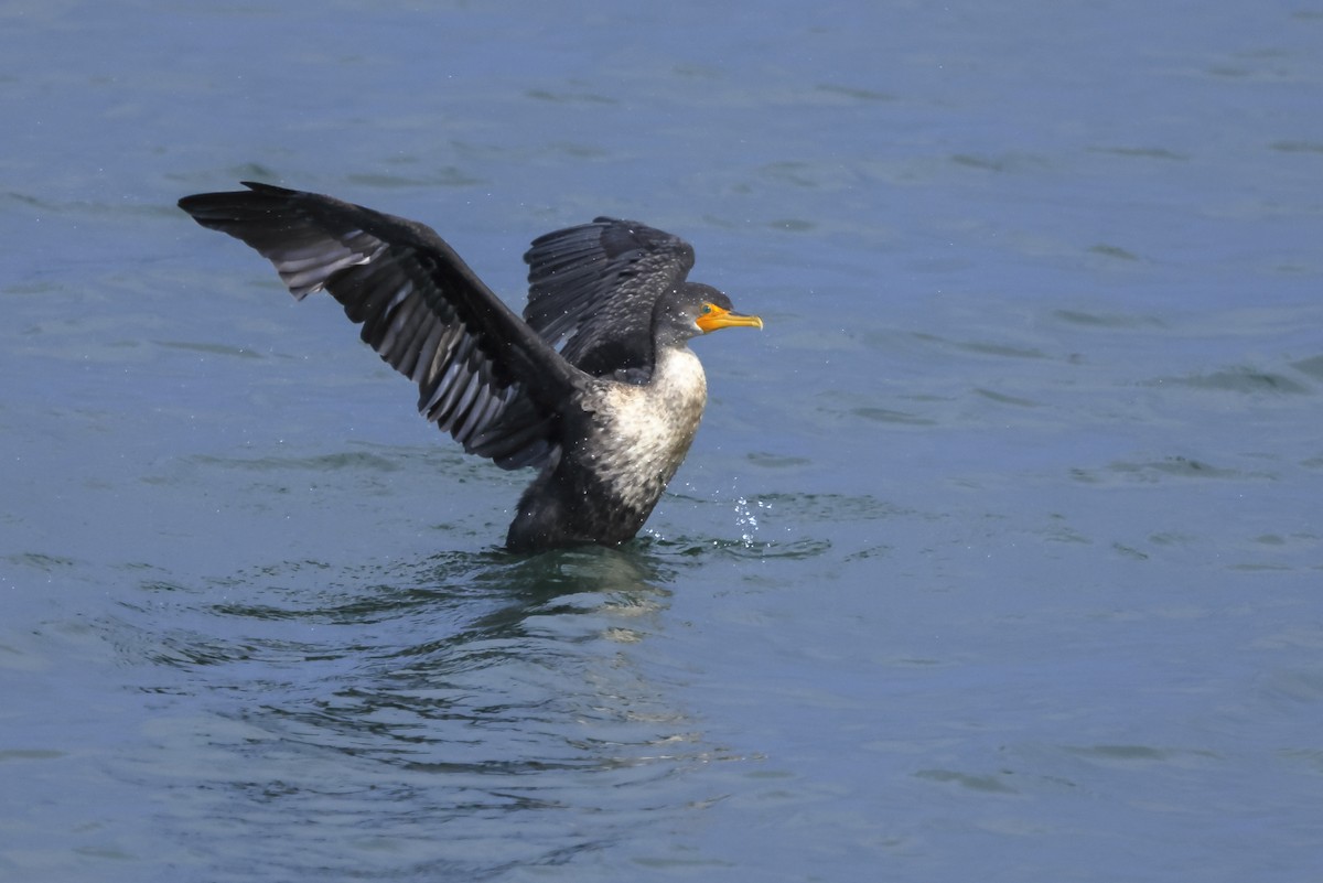 Double-crested Cormorant - ML645690916