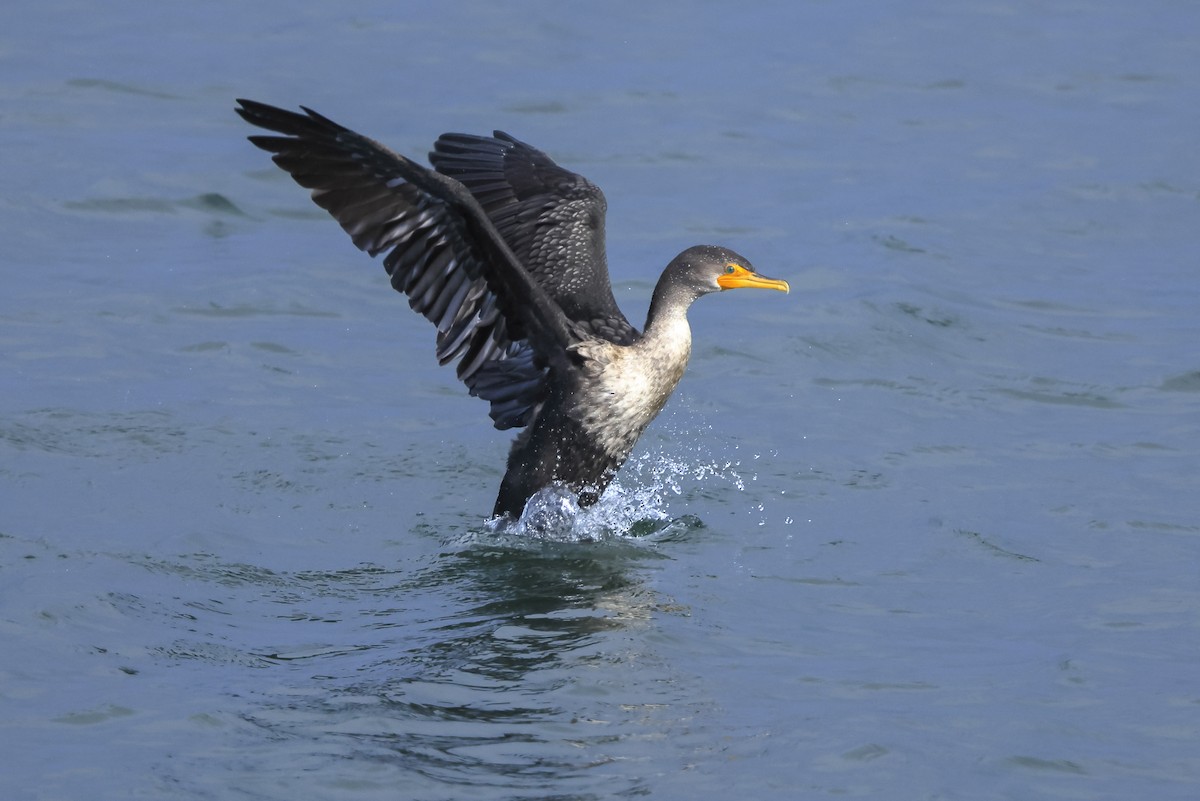 Double-crested Cormorant - ML645690917