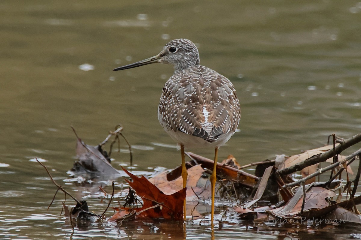 Greater Yellowlegs - ML645690918