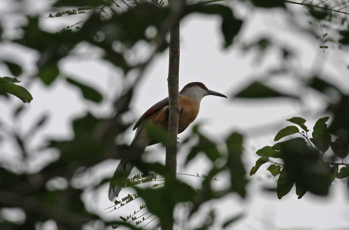 Jamaican Lizard-Cuckoo - ML645690919