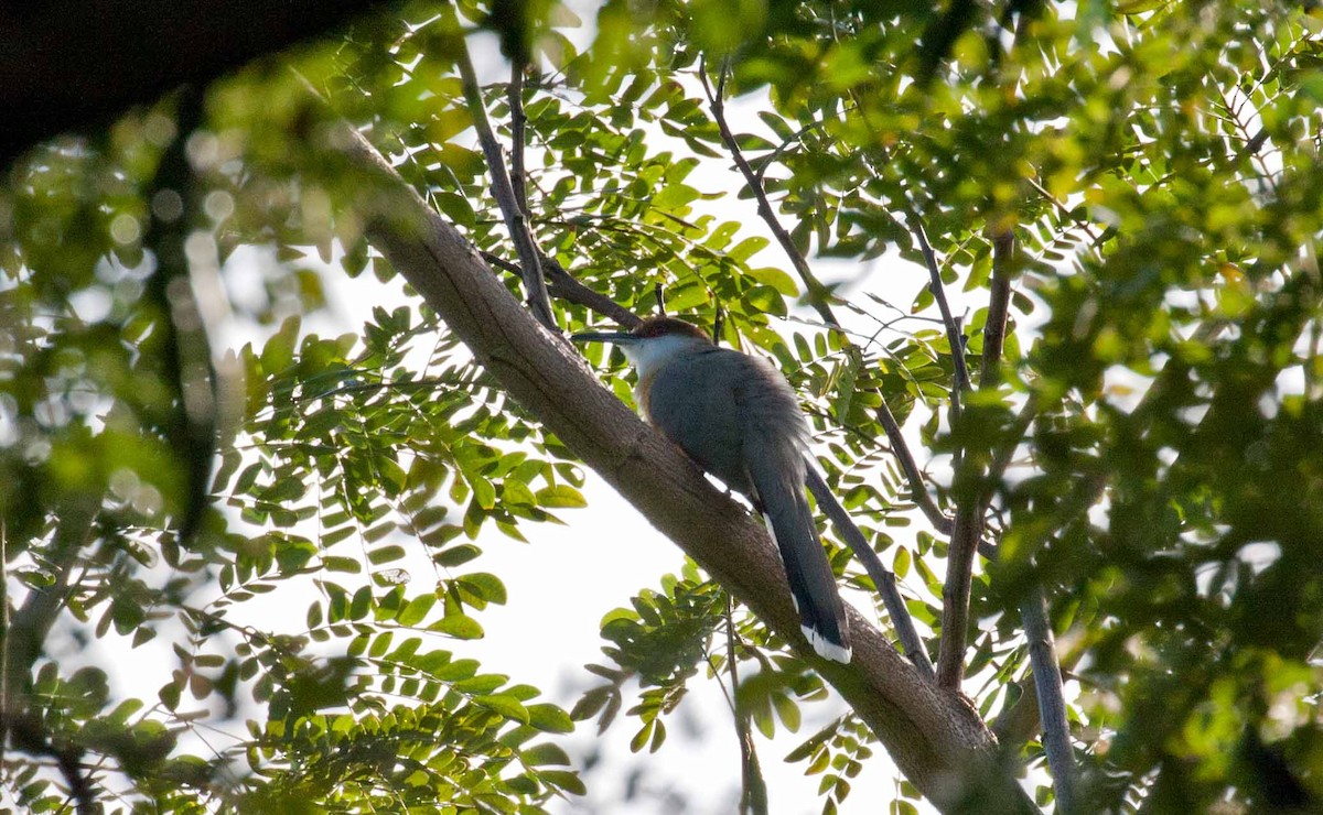 Jamaican Lizard-Cuckoo - ML645690920