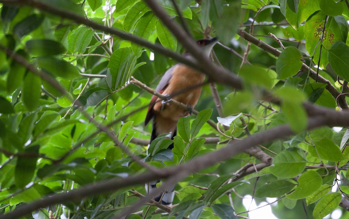 Jamaican Lizard-Cuckoo - ML645690921