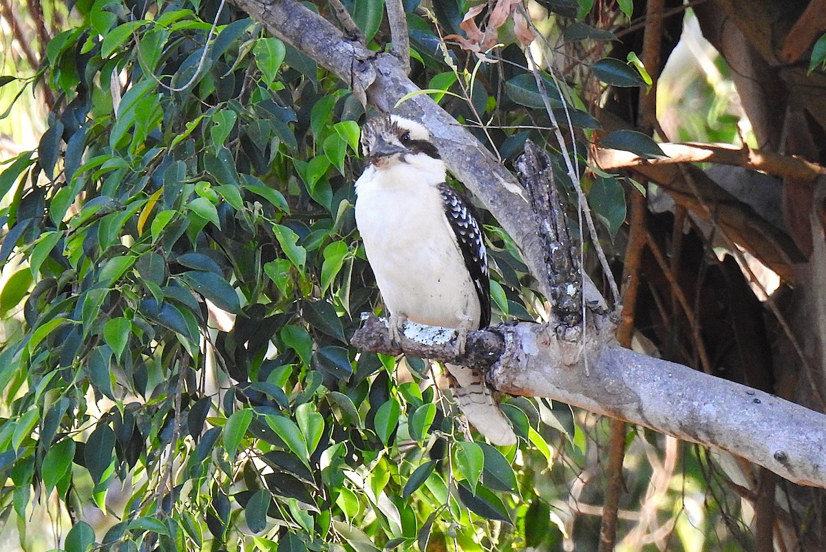 Laughing Kookaburra - ML645690922