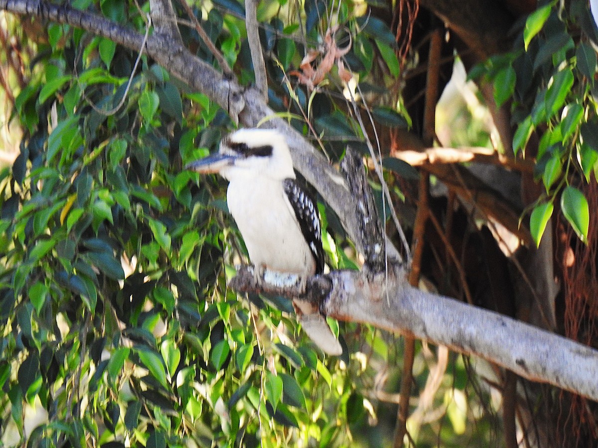 Laughing Kookaburra - ML645690923