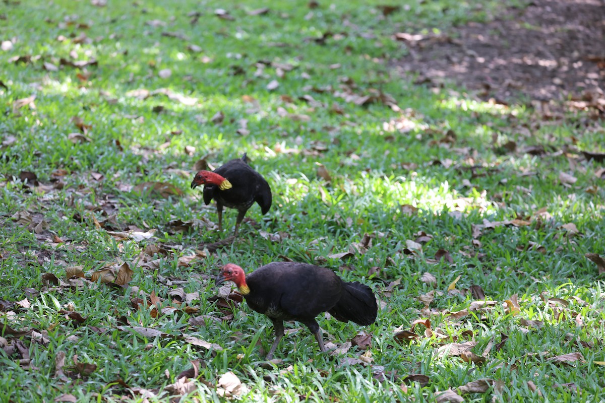 Australian Brushturkey - ML645690926