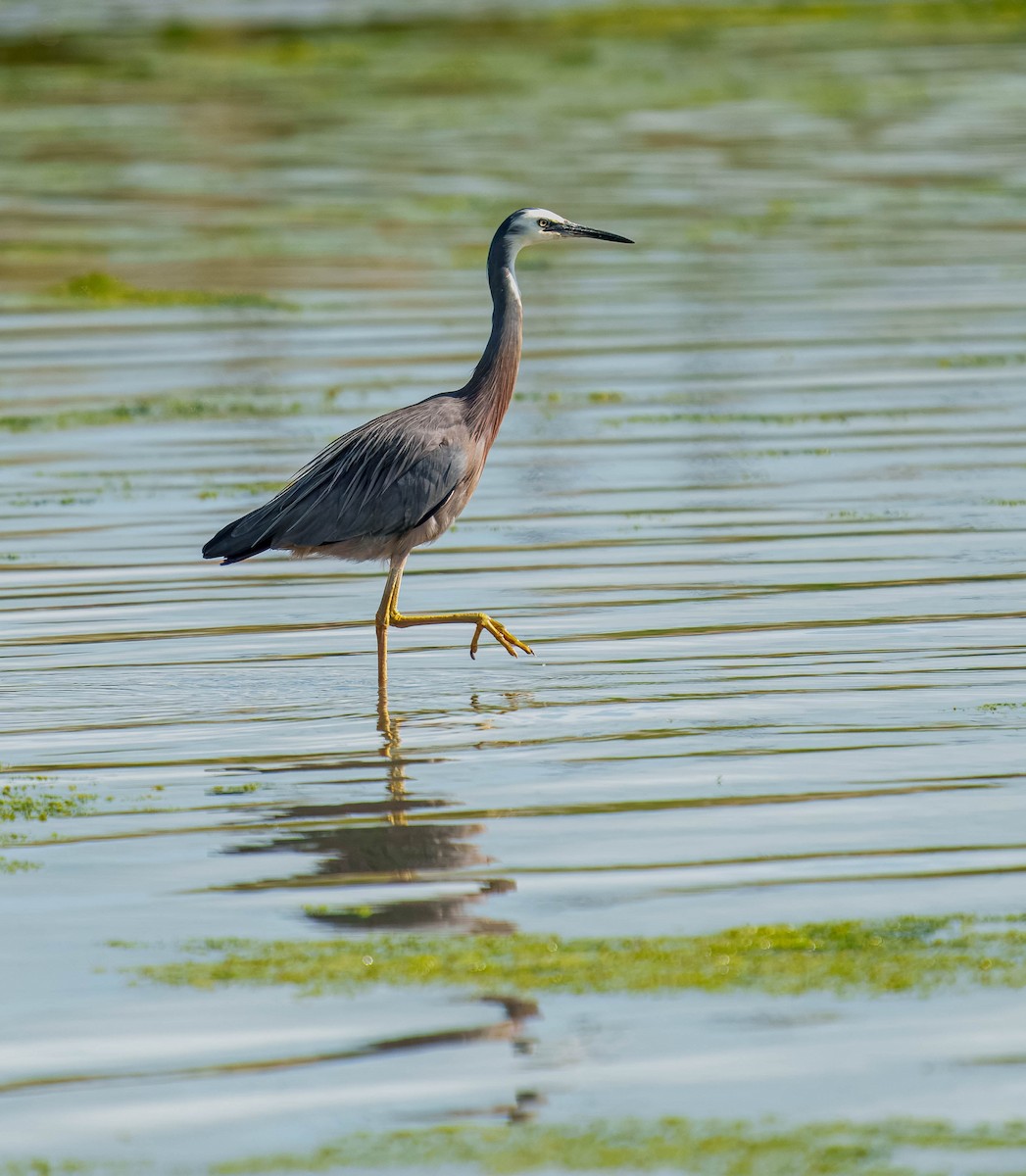 白臉鷺 - ML645690928