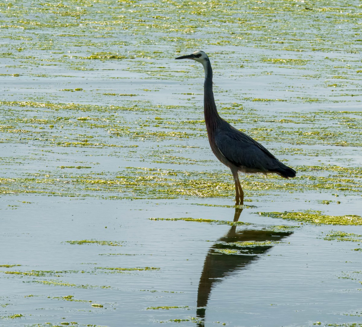 白臉鷺 - ML645690929