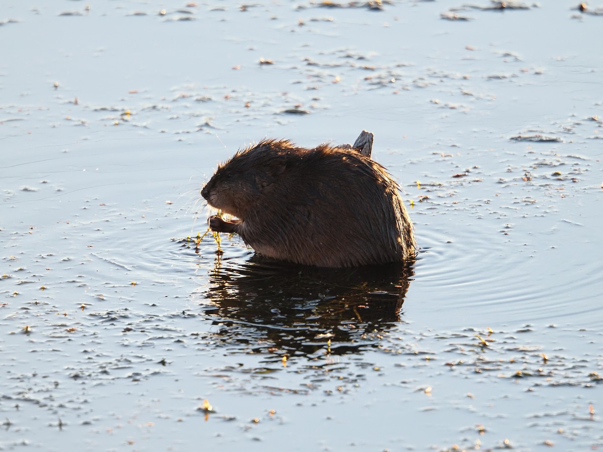 Muskrat - ML645690930