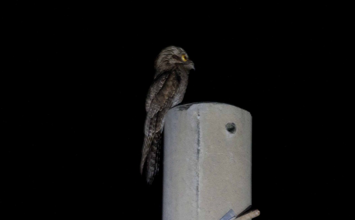 Northern Potoo - ML645690933