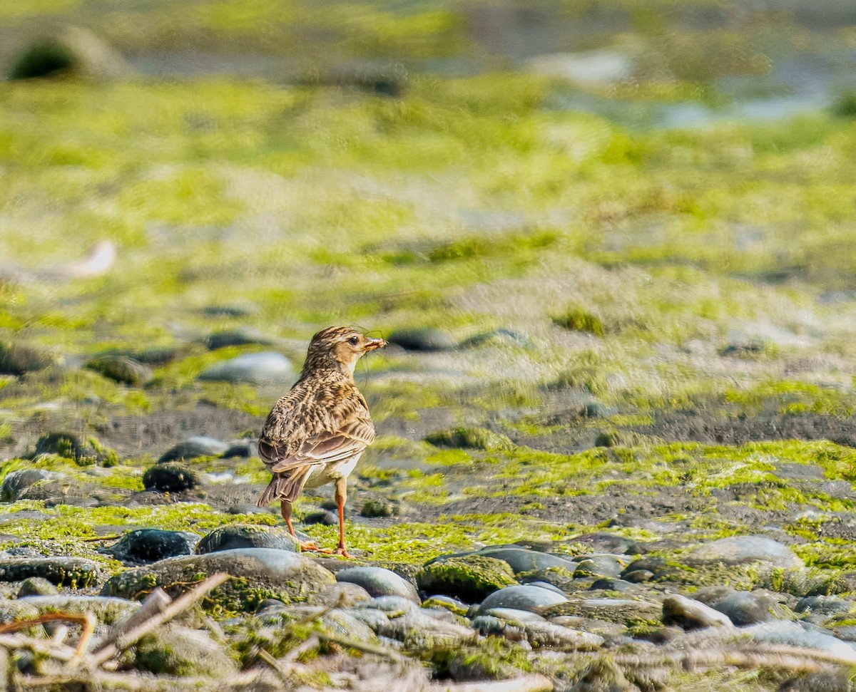 skřivan polní - ML645690936