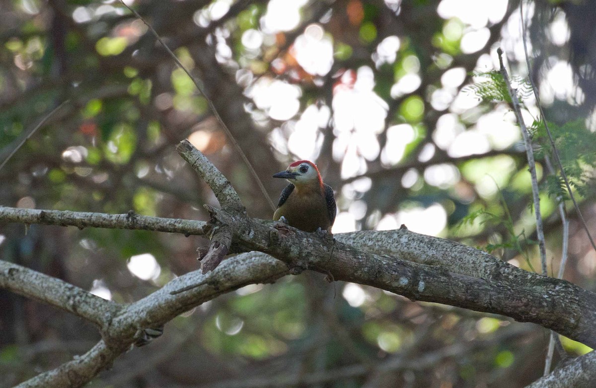 Jamaican Woodpecker - ML645690975