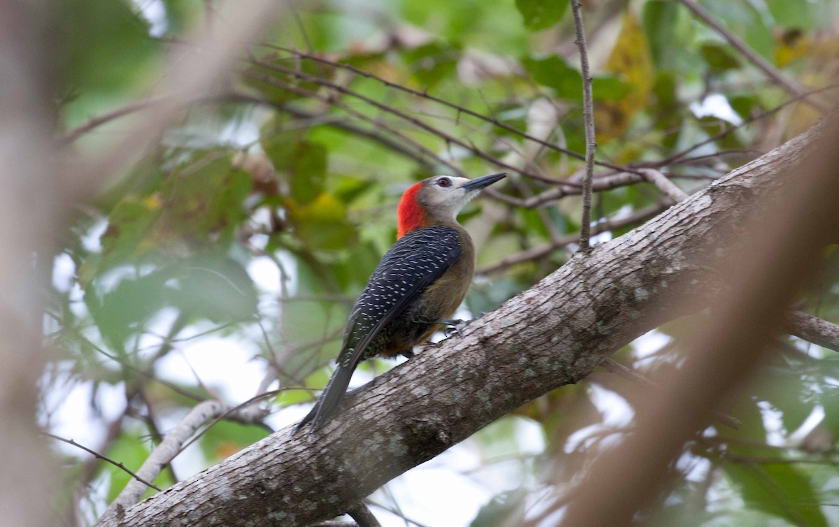 Jamaican Woodpecker - ML645690976