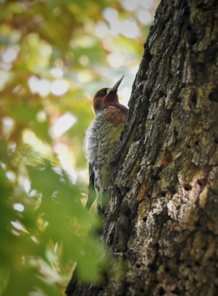 Red-breasted Sapsucker - ML645690981