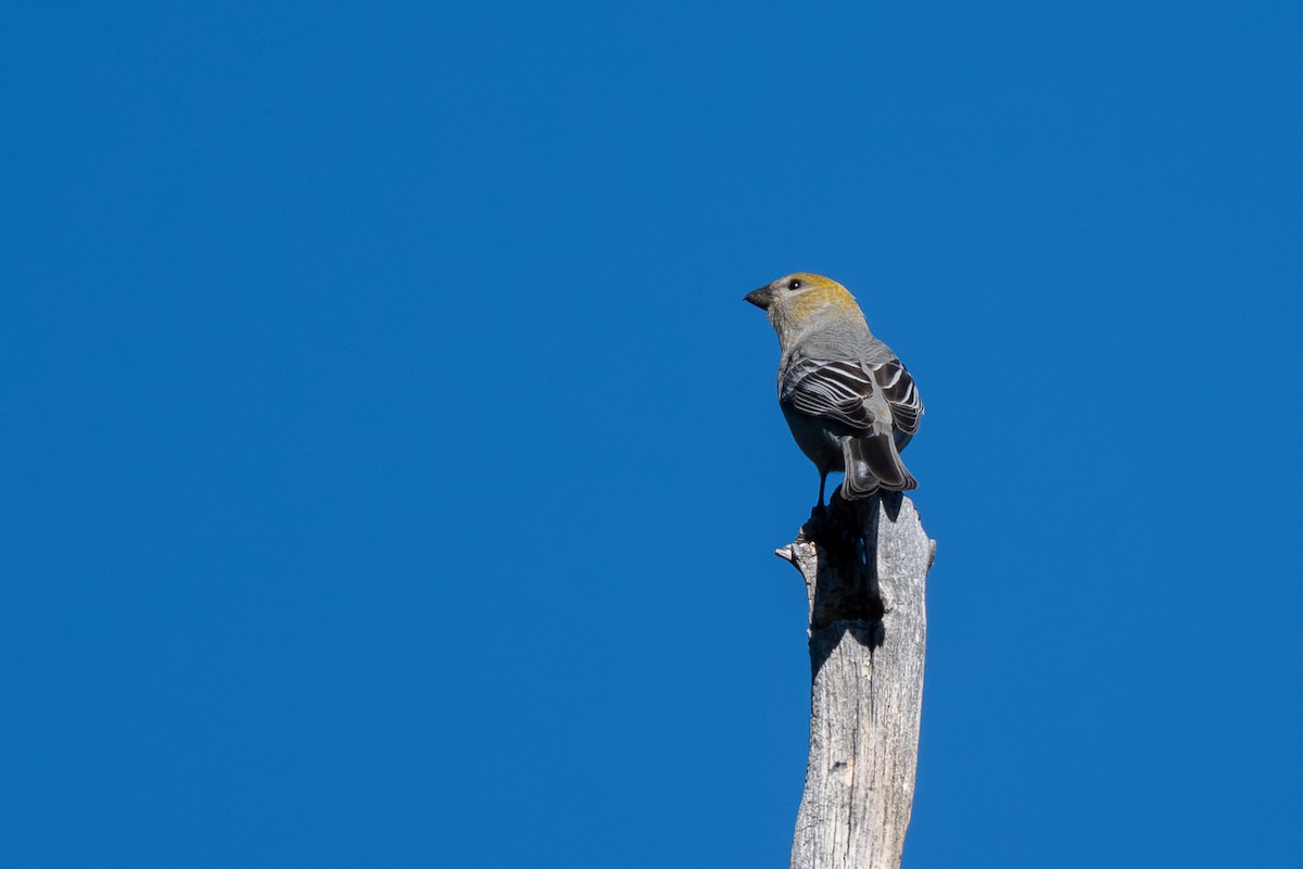 Смеречник тайговий - ML645690991