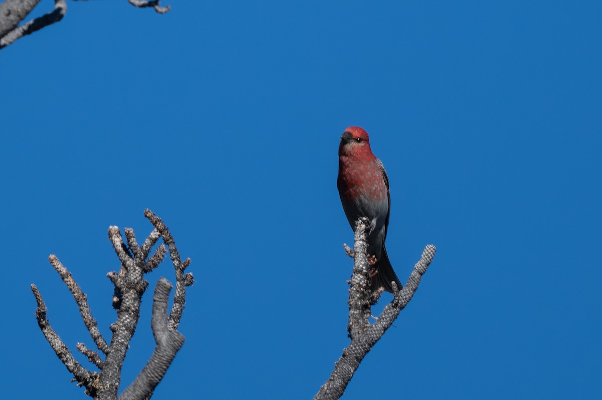 Смеречник тайговий - ML645690992