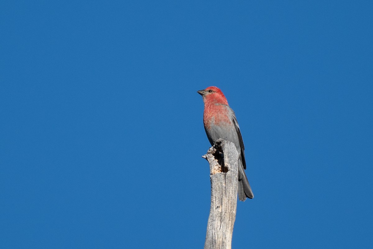 Смеречник тайговий - ML645690993