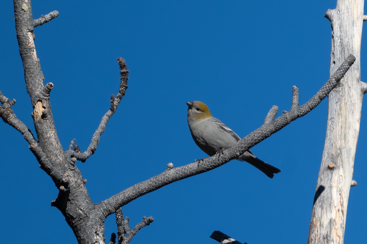Смеречник тайговий - ML645690994