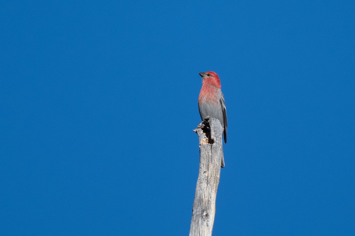 Смеречник тайговий - ML645690995