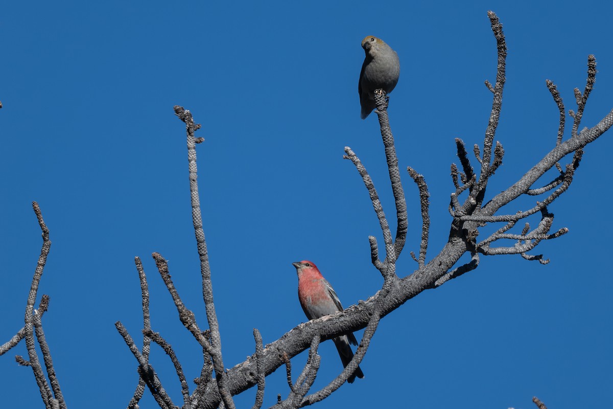 Смеречник тайговий - ML645690997