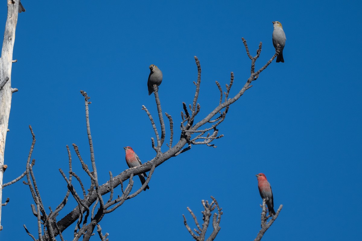 Смеречник тайговий - ML645690998