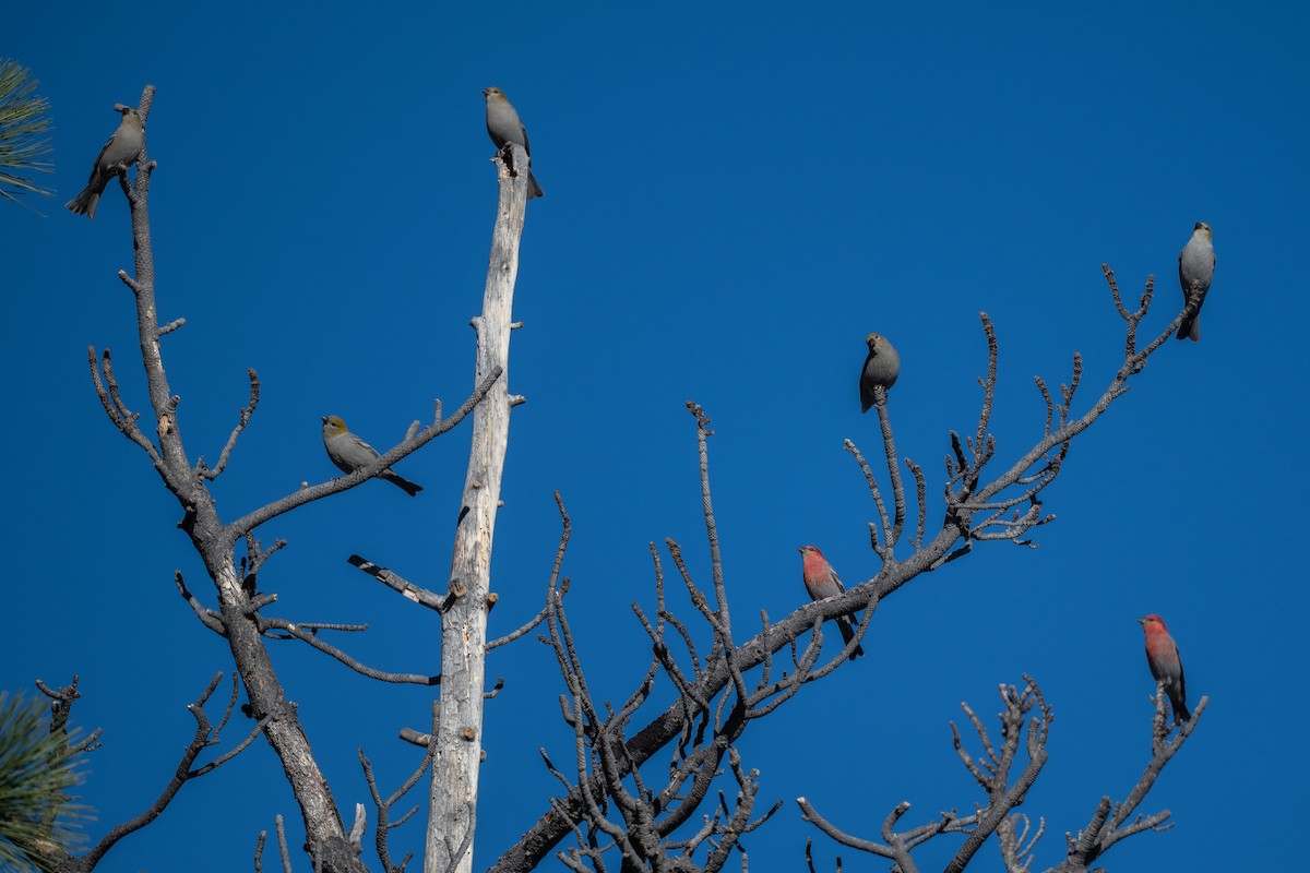 Смеречник тайговий - ML645691000