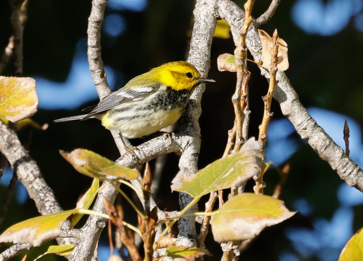 Black-throated Green Warbler - ML645691001