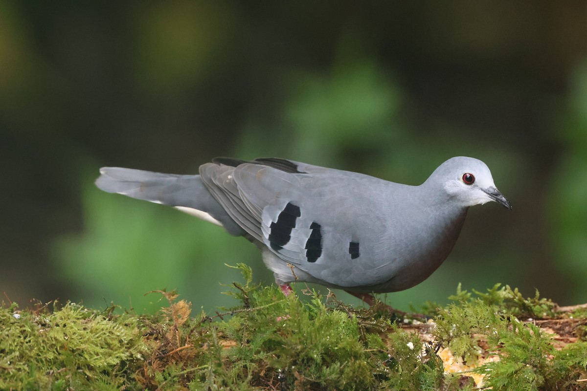 Mondetourtäubchen - ML645691005