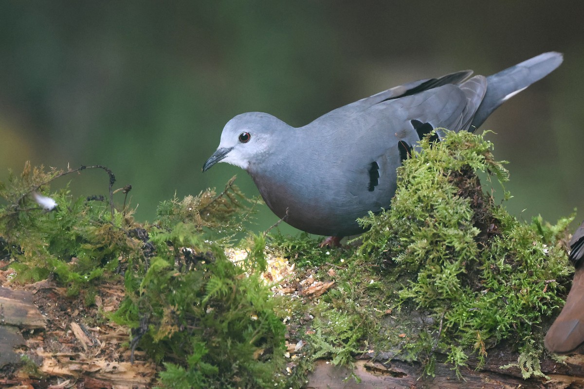 Mondetourtäubchen - ML645691006