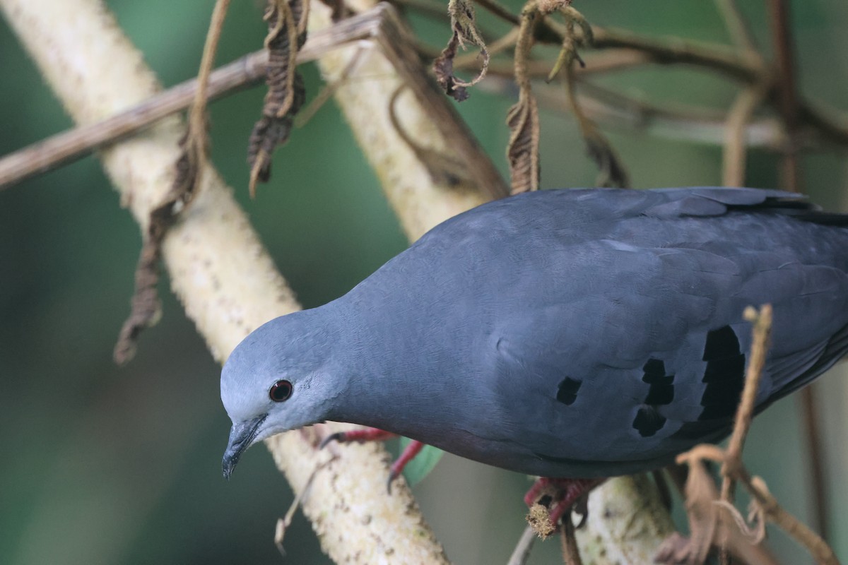 Mondetourtäubchen - ML645691007