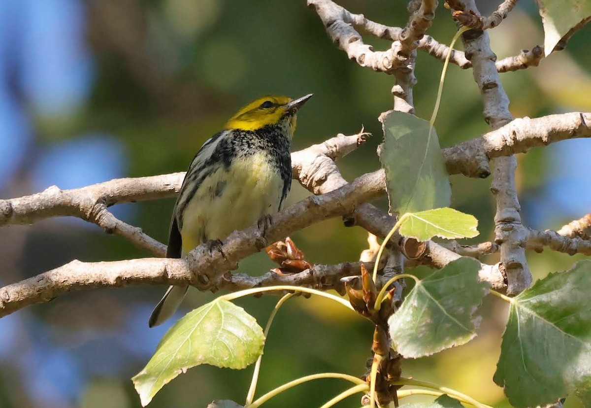 Black-throated Green Warbler - ML645691009