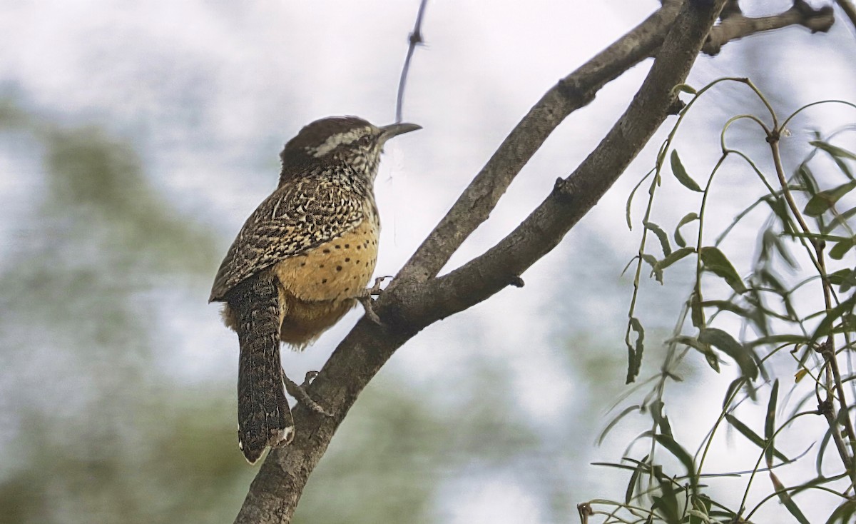 Cactus Wren - ML645691012