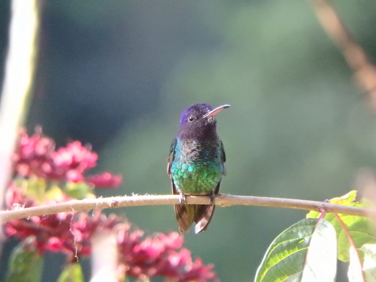 kolibřík zlatochvostý - ML645691034