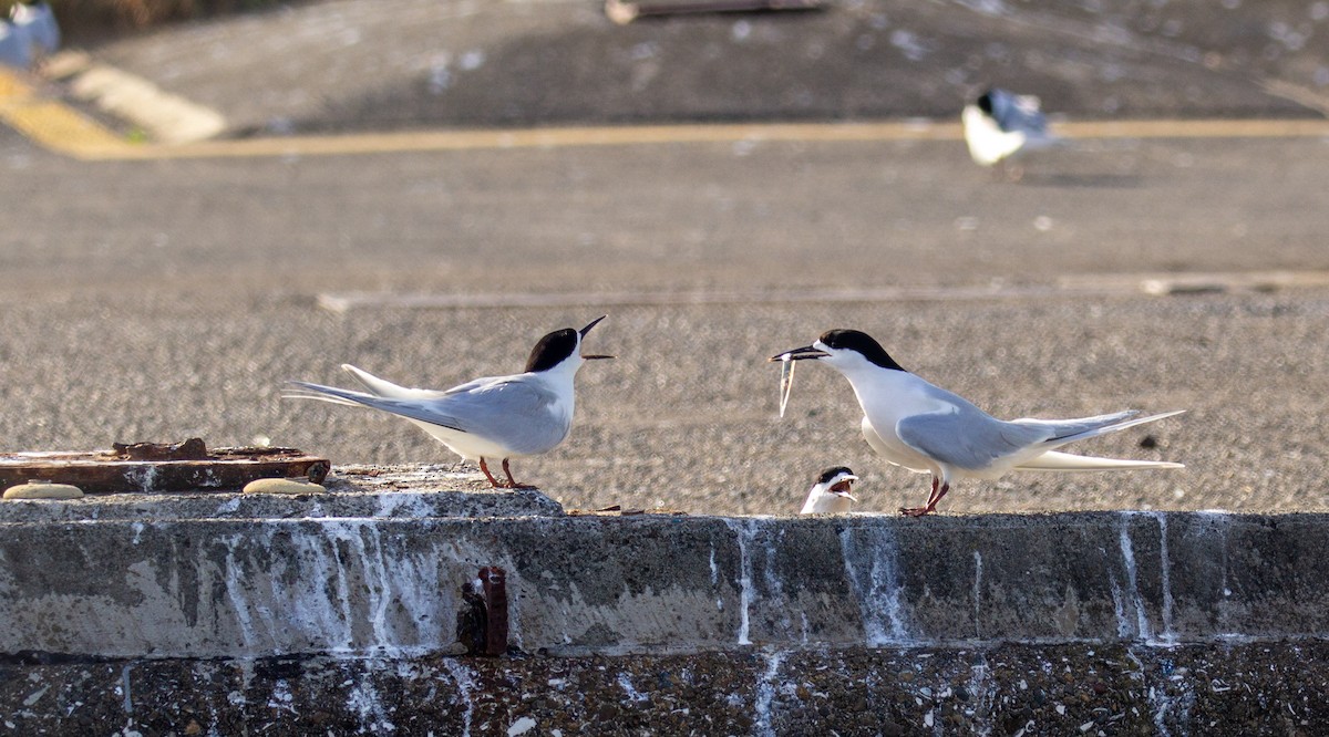 White-fronted Tern - ML645691039