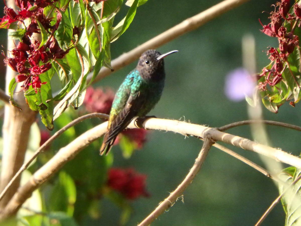 kolibřík zlatochvostý - ML645691041