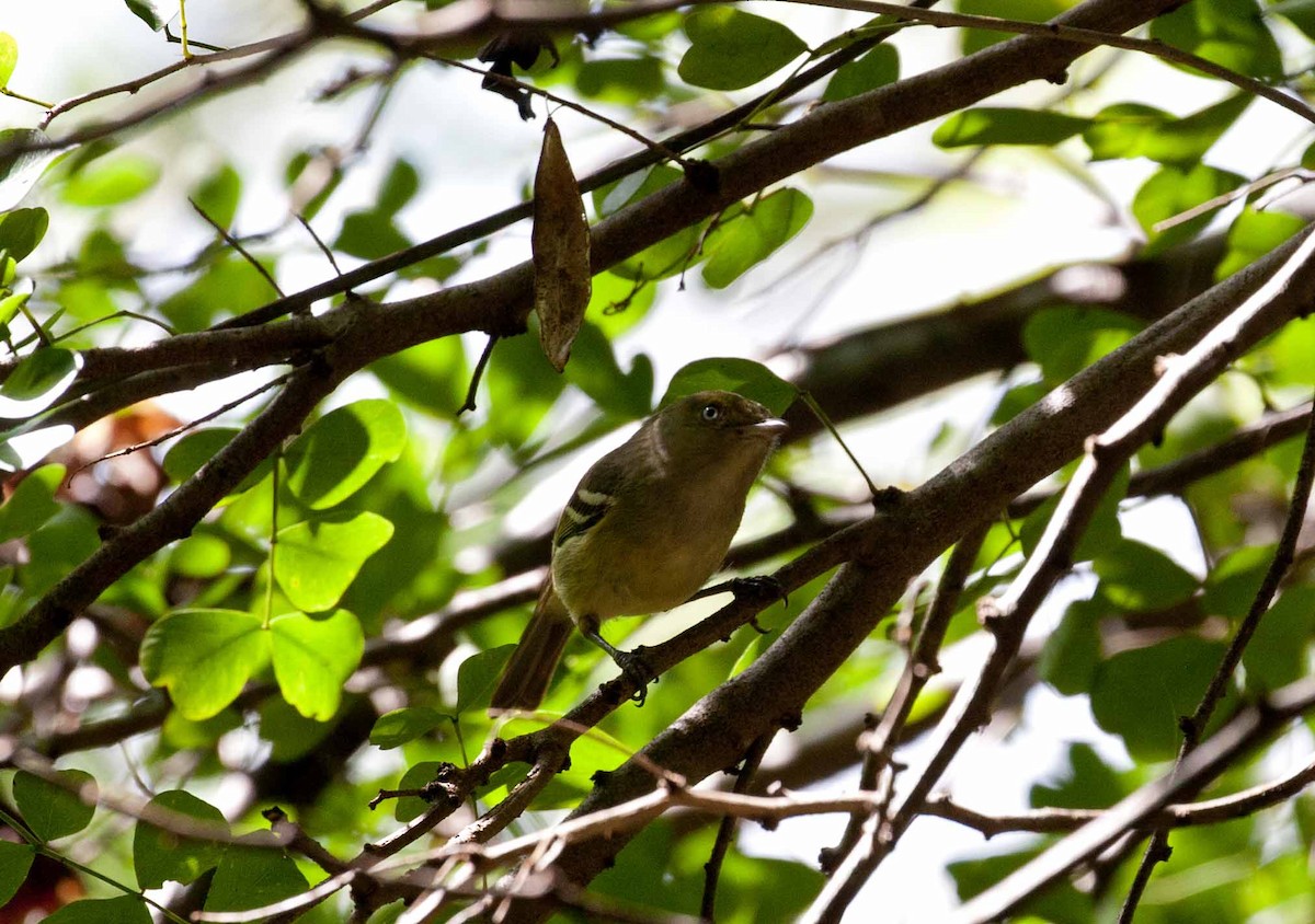 Jamaican Vireo - ML645691062