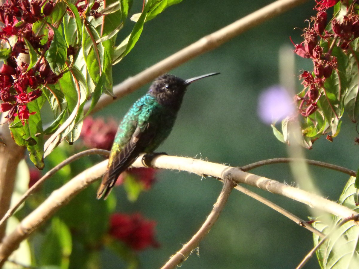 kolibřík zlatochvostý - ML645691067