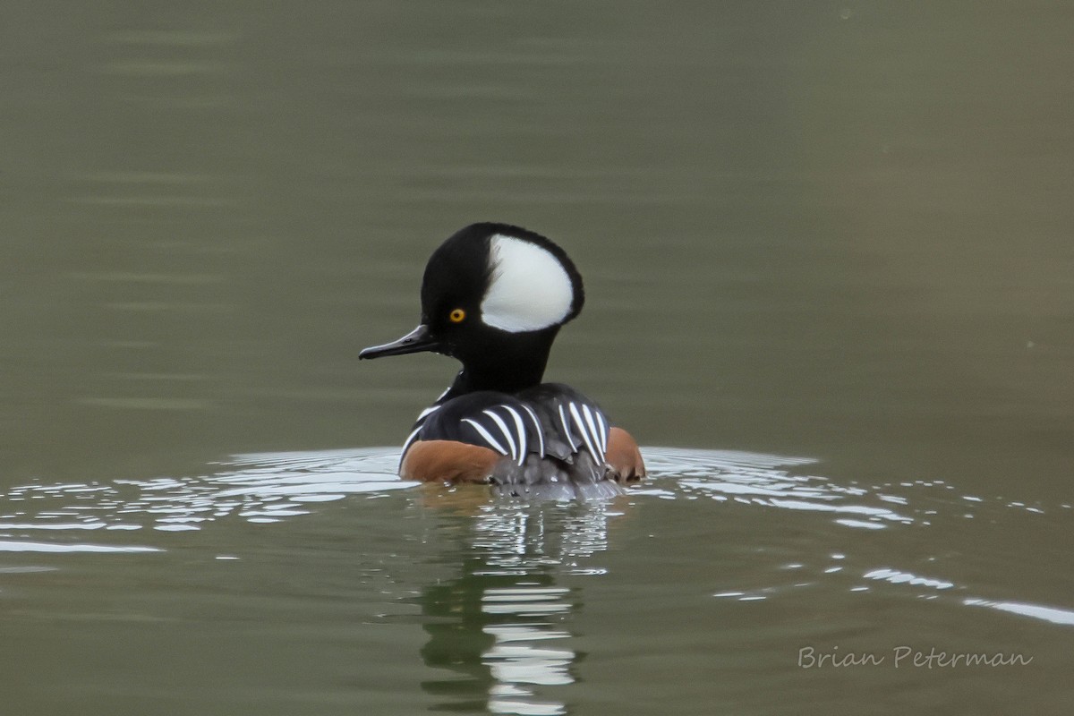 Hooded Merganser - ML645691075