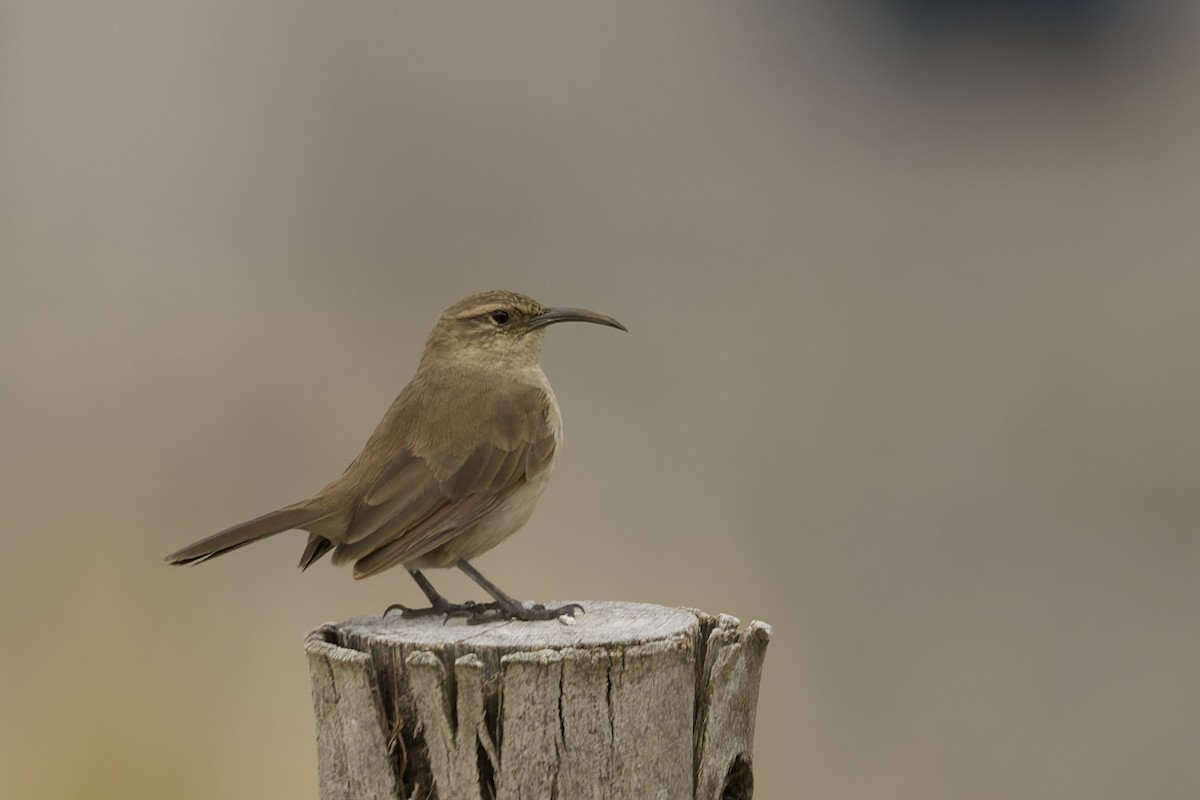 Langschnabel-Erdhacker (jelskii/saturata) - ML645691080