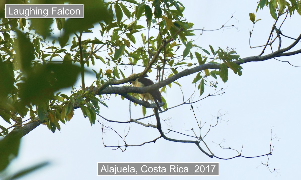 Kahkahacı Doğan - ML645691101